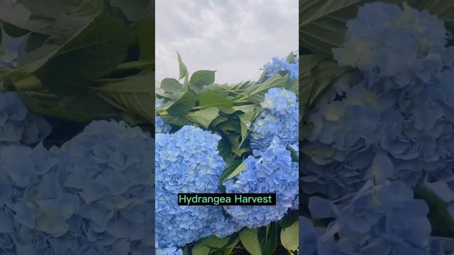 Let's Be Part Of This Beautiful Hydrangea Harvest 😃#satisfying #short смотреть онлайн