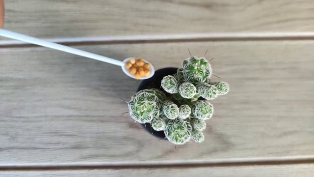 How to Care for Thimble Cactus (Mammillaria Gracilis Fragilis) ASMR смотреть онлайн