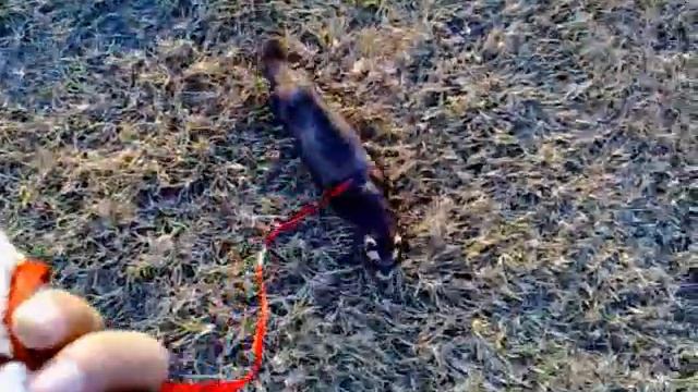 Чип и вороны смотреть онлайн