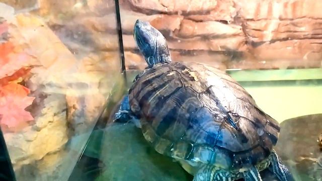 VLOG Животные в контактном зоопарке. Я испугалась смотреть онлайн