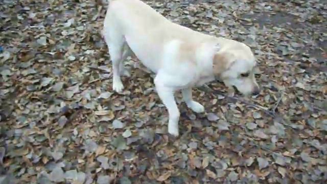 Лабрадор Жига на прогулке!#Labrador Gigue for a walk смотреть онлайн