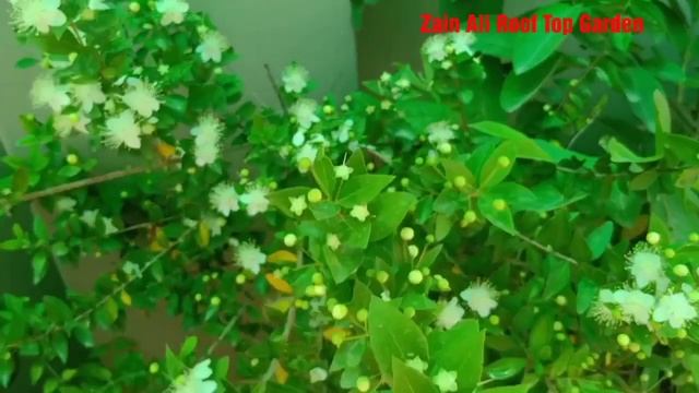 How to grow and care Myrtus communis plant ? in Urdu смотреть онлайн
