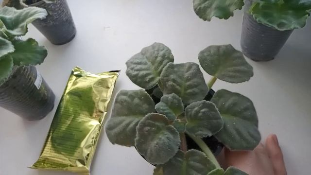 КАК БЫСТРО РАСТУТ !!! ДАЖЕ ЗАЦВЕЛА ! смотреть онлайн