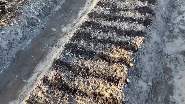 Когда и как я сажаю лук севок и чеснок на зиму. Как сохранить петрушку на всю зиму.