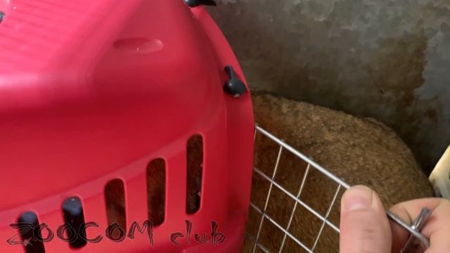 Выбросить зверей на мороз. Жестокая необходимость. Спите спокойно. смотреть онлайн