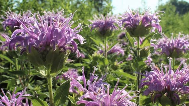 Wild Bergamot Plant Profile смотреть онлайн