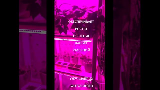 Фитолампа для рассады полного спектра смотреть онлайн