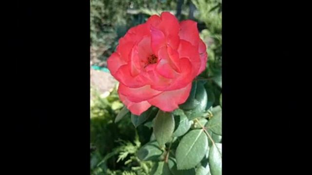 Тернистый путь - песня исповедь (Андрей Гуров) смотреть онлайн