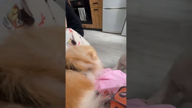 Шпиц и французский бульдог смотреть онлайн