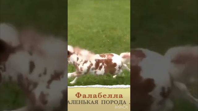 Фалабелла; Самая маленькая порода лошадей; Голоса и звуки животных; Животные вокруг нас; смотреть онлайн