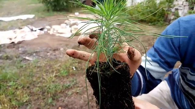 Сажаем сосны с семьёй. День добрых дел. смотреть онлайн