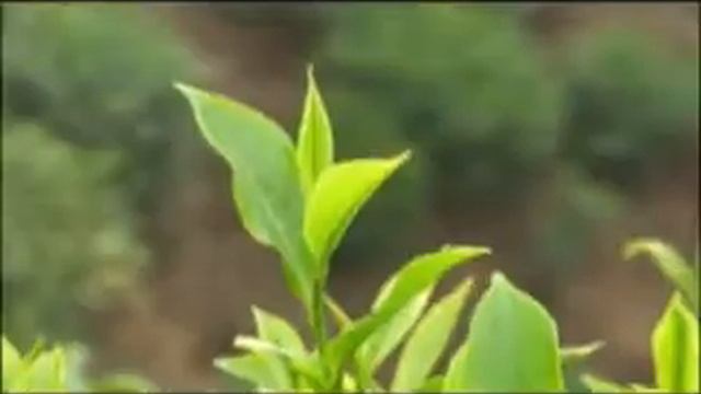 LUPICIA　ダージリン・ファーストフラッシュ2010 смотреть онлайн