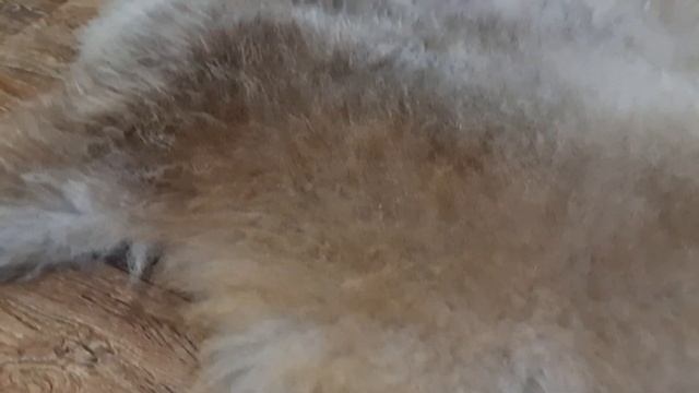 ОВЕЧЬЯ ШКУРА КОРИЧНЕВО-СЕРОГО ОКРАСА С МЯГКИМ МЕХОМ (КОД: 4600) смотреть онлайн
