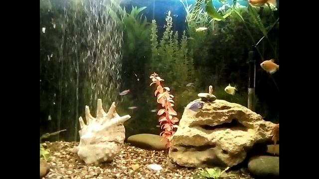 Аквариумный петушок и его особенности ! смотреть онлайн