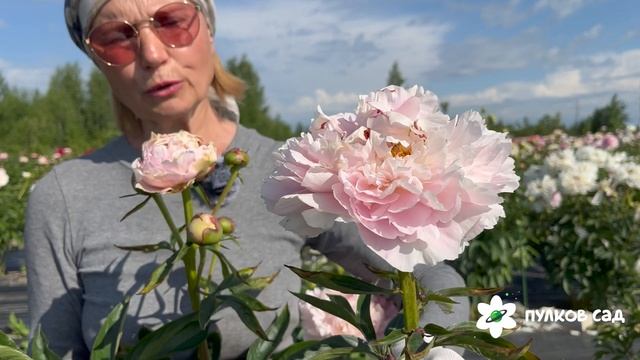 Madame Marine peony. Мадам Марин пион. Пулков сад смотреть онлайн