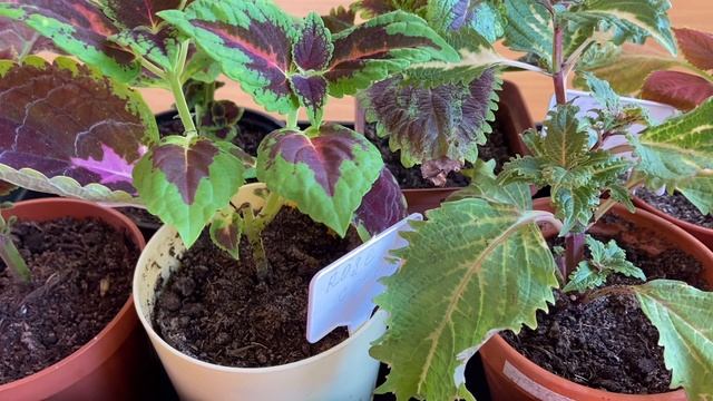 Как сохранить колеусы зимой// Формируем колеусы// смотреть онлайн