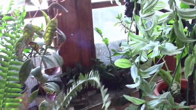 КАЛЛИСТЕМОН, Я ОТ ТЕБЯ ТАКОГО НЕ ОЖИДАЛА! смотреть онлайн