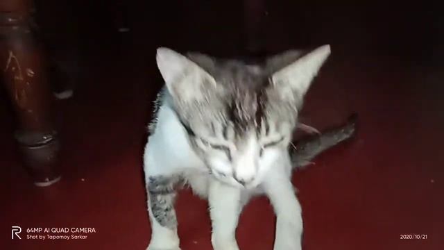Cats- kittens смотреть онлайн