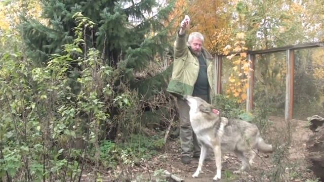 Тренинг волка / Training of the wolf смотреть онлайн