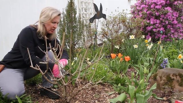The finished look of pruned Bobo/paniculata hydrangea смотреть онлайн