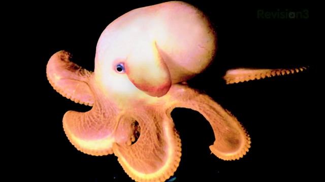 3D HDTV: Exploding the CES Hype! Boxee vs Popbox, .3" ... смотреть онлайн