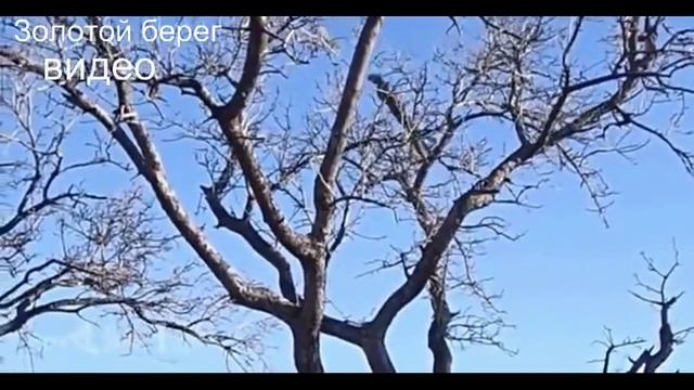 Интересное видео о жизни и охоте леопарда смотреть онлайн