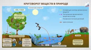 Биосферный уровень организации жизни. Биосфера как глобальная экосистема