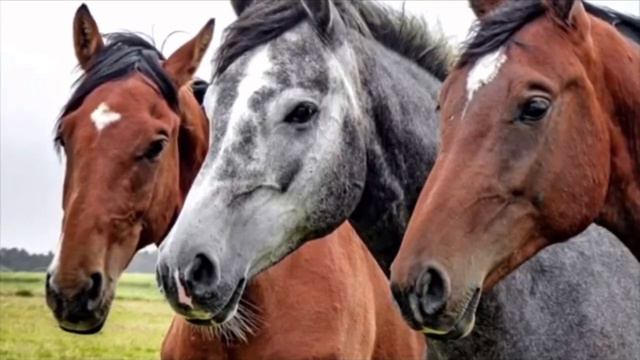Перед СМЕ-РТЬЮ мужчина попросил лишь об одном — увидеть своих лошадей смотреть онлайн