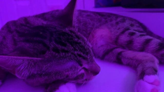 BEST PHONK MIX ｜ ATMOSPHERIC PHONK PLAYLIST ｜ CHILL PHONK ｜ NIGHT DRIVE MUSIC ｜ PHONK 2024 смотреть онлайн