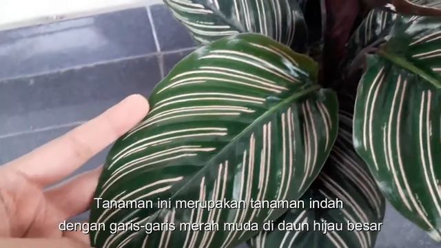 Calathea Ornata Pinstripe / Kalatea Pink Strip