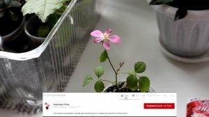 Как вырастить полиантовую  розу из семян. ? [Надежда и мир]