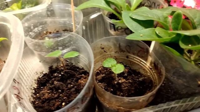 Сейте Рассаду Вовремя! 5 Важных Шагов к Крепкой✅ Здоровой✅ Рассаде ? Обзор Рассады #рассада #обзор смотреть онлайн