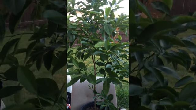 Calamondin Orange. смотреть онлайн