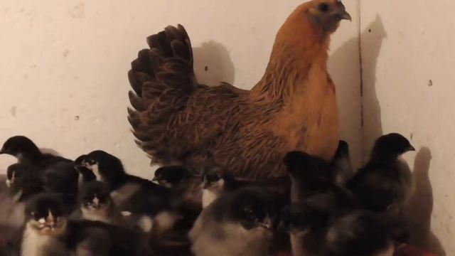 Цыплята Австралорп, наседка Люйкеданьцзи смотреть онлайн