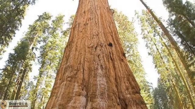 The Biggest Tree in the World | General Sherman Tree | Giant Sequoia смотреть онлайн