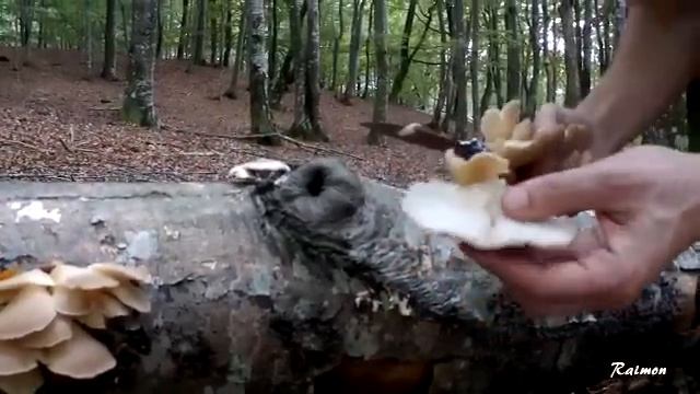 Pleurotus ostreatus , falsa seta de cardo смотреть онлайн
