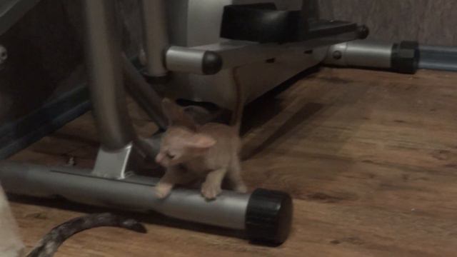 Игривая Аришка смотреть онлайн