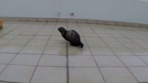 Танец хорька под дождем