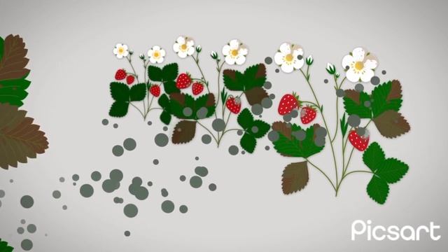 Botrytis cinerea смотреть онлайн