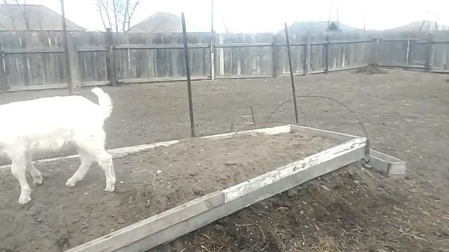 Коза Лялька и Чика первый раз на улице ,после тяжелого окота. смотреть онлайн