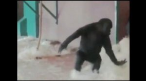 Обезьяна танцует вальс