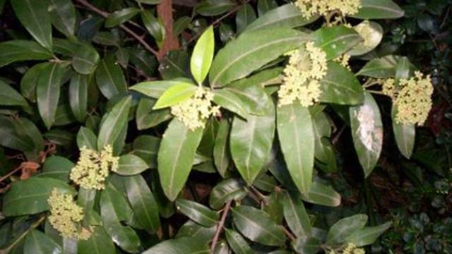 Backhousia citriodora | Wikipedia audio article смотреть онлайн