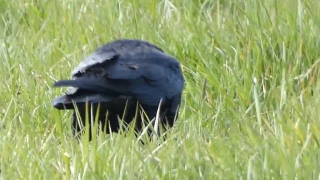 Northern Raven / Corvus corax / Kranklys / Ворон смотреть онлайн