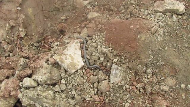 Coronella austriaca медянка змея уползает в нору смотреть онлайн