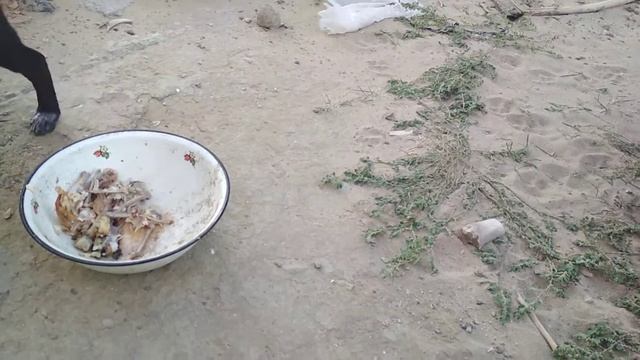 Кормлю щенков костями #19