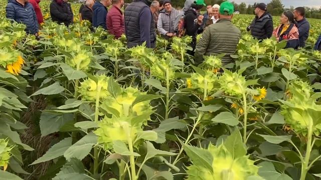 Подсолнечник как вторая культура в году смотреть онлайн