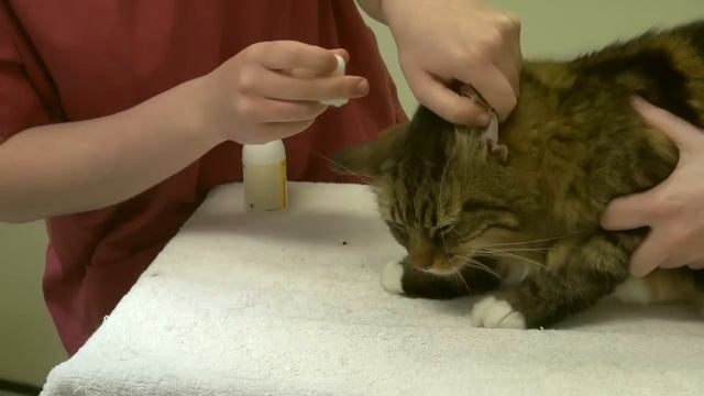 How to apply ear drops and clean your cat's ears смотреть онлайн