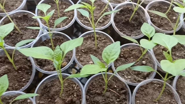 Подсыпка земли в стаканчики с рассадой.