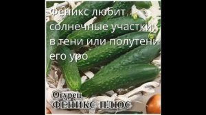 Обзор сорта огурцов «Феникс» (характеристики, свойства, фото)