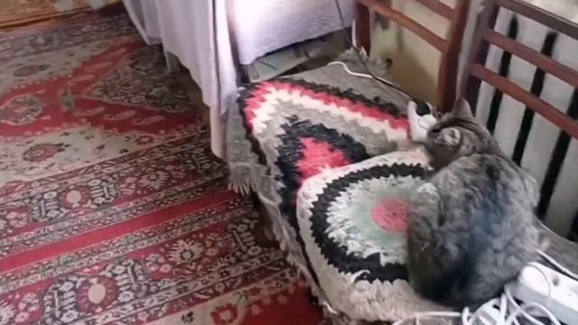 ЕДУ ЗА КОТОМ‼️НО С НИМ БЫ НИЧЕГО НЕ СЛУЧИЛОСЬ🥺😳‼️#семьяподполтавой#ржака# смотреть онлайн